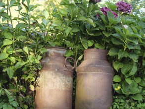 Two weathered milk cans decoratively placed between lush green plants and blooming flowers,