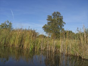 Tall reeds at the edge of a calm body of water under a blue sky with green vegetation, giethoorn,