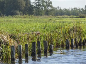 Close-up of wooden piles at the edge of a calm body of water, surrounded by green grass, Giethoorn,