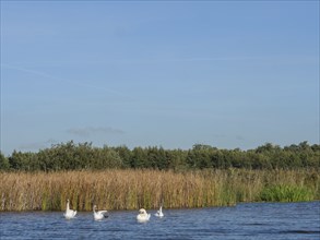 Swans swim in the lake while reeds line the water and the sky is clear and blue, giethoorn,