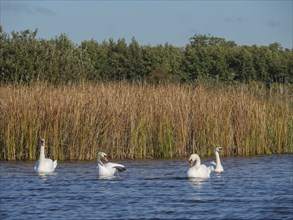 Four swans resting peacefully on the lake, surrounded by reeds and nature, giethoorn, Netherlands