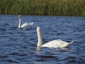 A single swan in calm water near a reed bank, giethoorn, Netherlands