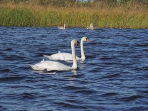 Two swans gliding elegantly over the blue water surface, reeds in the background, giethoorn,