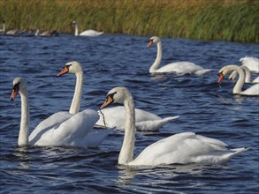 A group of swans swimming peacefully in the lake, surrounded by green reeds and clear water,