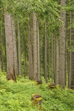 Dense forest with tall trees, moss-covered tree stumps and dense undergrowth, Gosau, Austria,