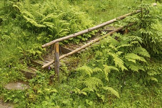 An overgrown wooden staircase in the forest, surrounded by green nature and ferns, Gosau, Austria,