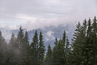 Blurred tree tops with mountains in the background and clouds, Gosau, Austria, Europe