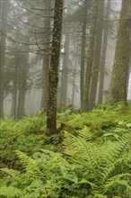 Green ferns in the wooded, foggy forest, a quiet green environment, Gosau, Austria, Europe