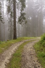 A foggy forest path winding through a dense forest, Gosau, Austria, Europe