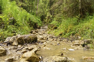 A small stream flows over stones in a green forest, towards an uncertain destination, Gosau,