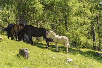 Several horses, including a white foal, grazing under trees in a meadow, Gosau, Austria, Europe