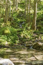 A small stream flows through a dense, green forest, surrounded by lush vegetation and ferns, Gosau,