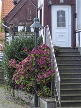 A stone staircase with railings leads to an entrance surrounded by purple-coloured flowers,