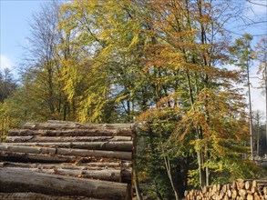 Pile of wood in an autumnal forest with sunlit trees in the background, Tecklenburg, Germany,