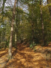 A forest path covered with autumn leaves, surrounded by tall trees in the sunlight, Tecklenburg,