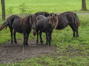 Three ponies stand in a green meadow, surrounded by a fence, in a rural setting, haaksbergen, . the