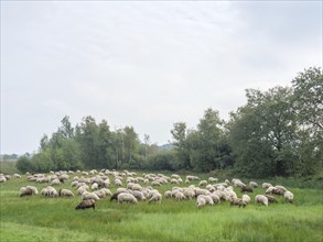 A flock of sheep grazing peacefully in a green meadow, surrounded by trees under a slightly cloudy