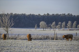 Several cows grazing on a frost-covered pasture, behind them a forest and trees, Velen, North