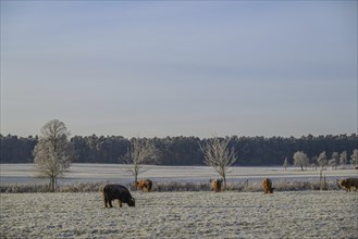 Cows grazing on a snowy pasture against a backdrop of bare trees and open sky, Velen, North