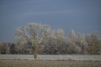 A single, snow-covered tree stands in a vast winter landscape under a clear sky, Velen, North