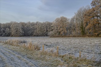 Frosty meadows and barren trees in a wintry field landscape convey calm and cold, Velen, North