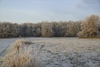 Winter landscape with frozen meadow and forest in the background, Velen, North Rhine-Westphalia,