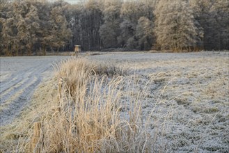 A frosty field with tall grasses and a forest in the background on a winter morning, Velen, North