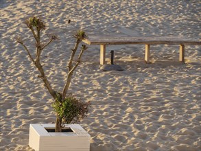 Small bare tree in a white flower box on a sunny sandy beach, next to a wooden bench, de haan,