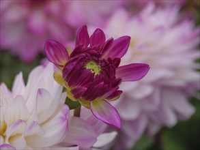 Close-up of a vibrant purple flower with a hint of pink, conveying a sense of freshness, dahlia