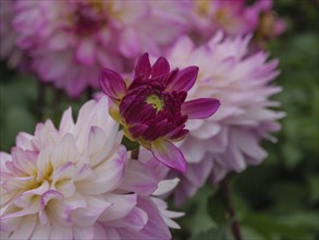 Pink dahlias and a purple bud in the garden, dahlias