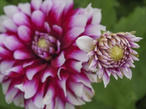 Close-up of an open red dahlia with a bud, dahlias