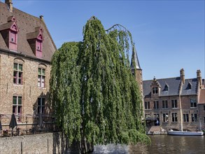 Historic buildings and a large tree situated on a riverbank with a calm water surface, Bruges,