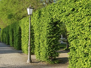 Green hedges and lanterns along a path in a park, Trier, Germany, Europe