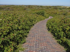 Paved path winds through green bushes and dunes under a clear sky, langeoog, germany