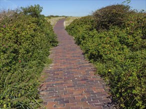 Paved path leads through green bushes and dunes under a clear sky, langeoog, germany