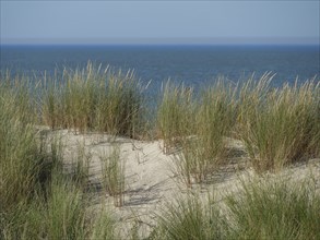 Sand dunes with tall grasses and a view of the vast sea, langeoog, germany