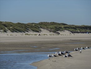 Seagulls at the water's edge on a quiet beach with dunes in the background, langeoog, germany