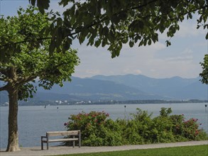 Tree and bench with view of the lake and flowering bushes, mountains in the background, Lindau,