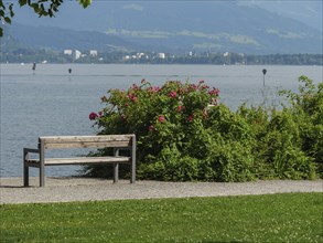 Wooden bench next to flowering bushes with a view of the lake in a quiet atmosphere, Lindau, Lake