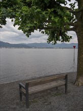 Wooden bench under a tree on the lakeshore with calm water in the background, Lindau, Bavaria,