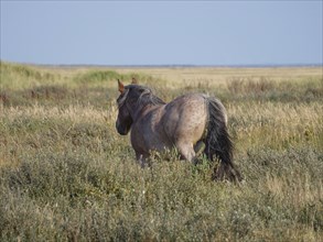 Rear view of a horse on a wide grassy area, juist, east frisia, germany