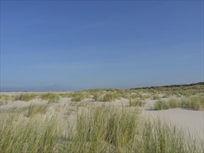 Extensive dune landscape with grass under a clear blue sky, juist, east frisia, germany