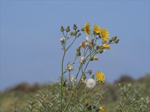 Blooming yellow flowers in a sun-drenched landscape with blue sky, juist, east frisia, germany