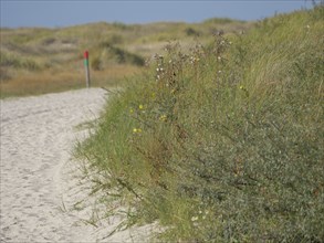 A path through sandy dunes, with vegetation and a waymarker, juist, east frisia, germany