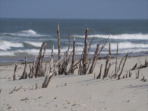 Close-up of a beach with driftwood stumps and the sea in the background, juist, east frisia,