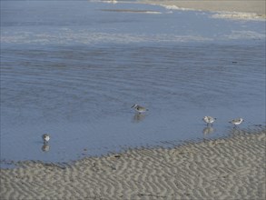 Four birds looking for food on the beach, with reflecting water and waves in the background, juist,