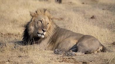 Lion (Panthera leo), adult male, lying in dry grass, Khwai, Okavango Delta, Moremi Game Reserve,