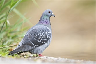 Feral pigeon (Columba livia domestica) sitting on the ground, Bavaria, Germany, Europe