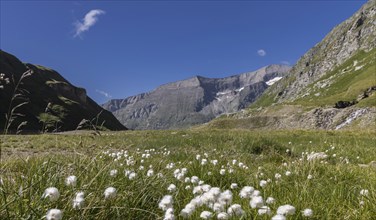 Landscape panorama, Alps, cotton grass, Glockner Group, Carinthia