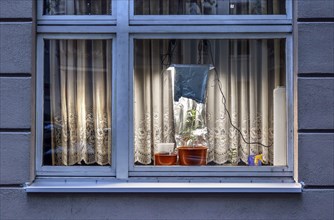 A cannabis lamp provides light to a cannabis plant placed on a windowsill in a flat. Up to three